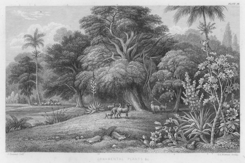 Zierpflanzen usw. (farbiger Stich) von J. (after) Stewart