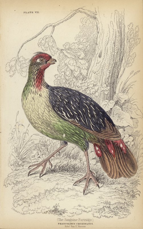 Das Sanguine Patridge von J. Stewart