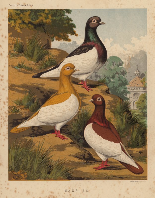Tauben: Elstern von J. W. (after) Ludlow