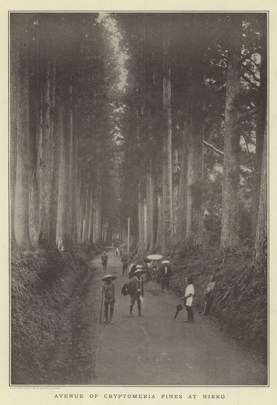 Allee der Kryptomerien in Nikko von Japanese Photographer