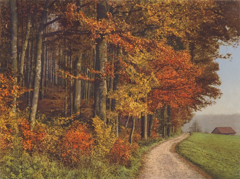 Schweiz: Herbstwälder von Jean Gaberell