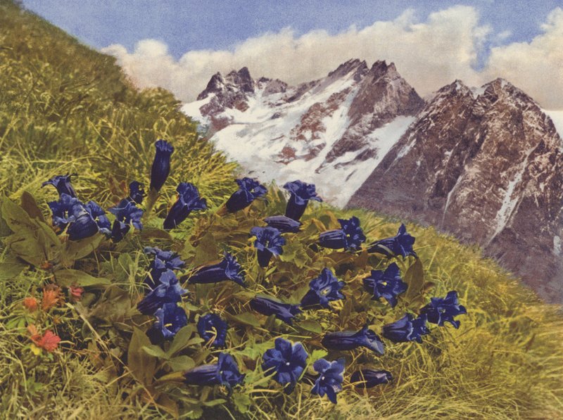 Schweiz: Enzian von Jean Gaberell