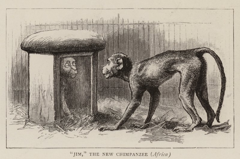 Wanderungen im Zoo von John Charles Dollman