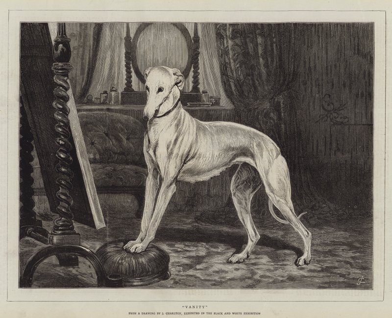 Eitelkeit von John Charlton