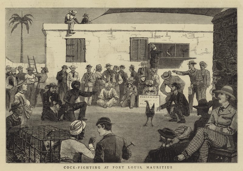 Hahnenkampf in Port Louis, Mauritius von John Charles Dollman