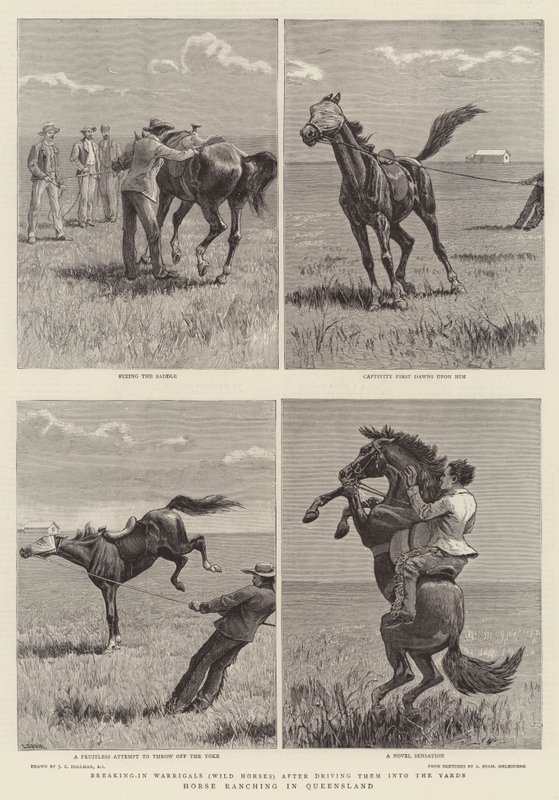 Pferdezucht in Queensland von John Charles Dollman