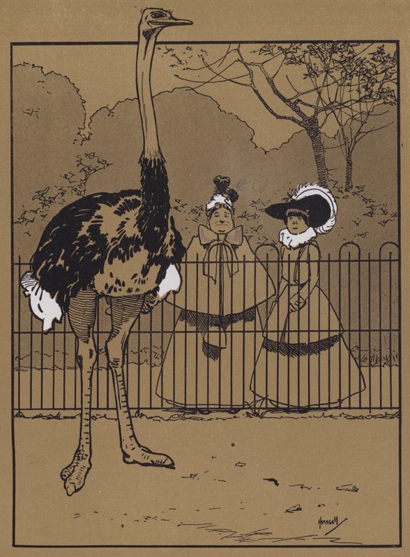 Straußenfedern von John Hassall