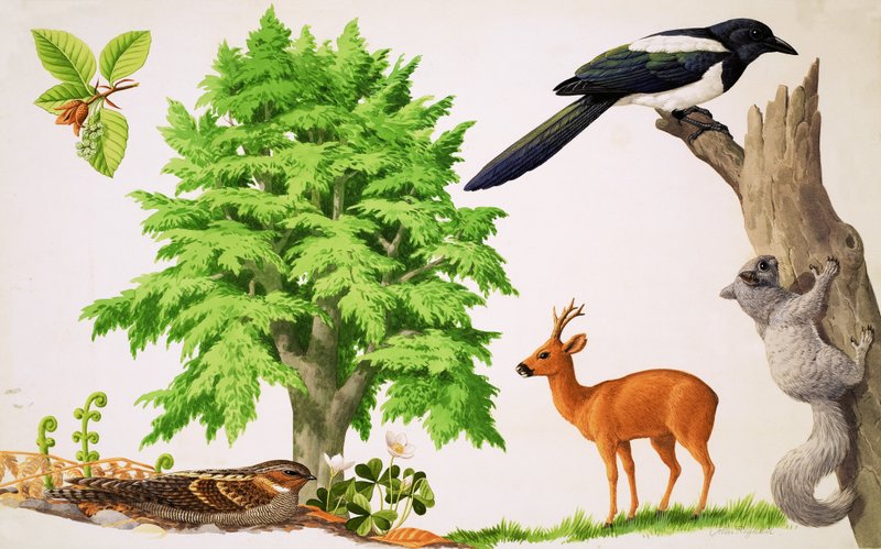 Der Buchenbaum von John Rignall