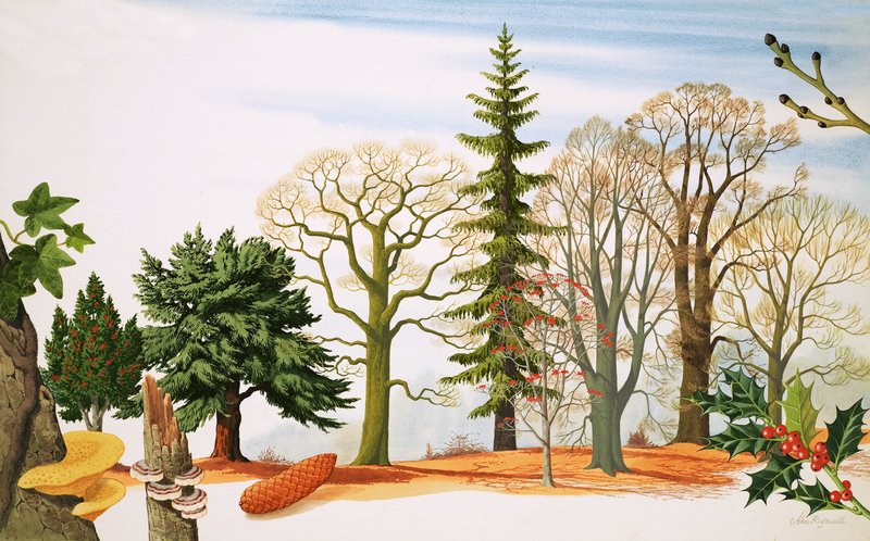 Bäume im Winter von John Rignall