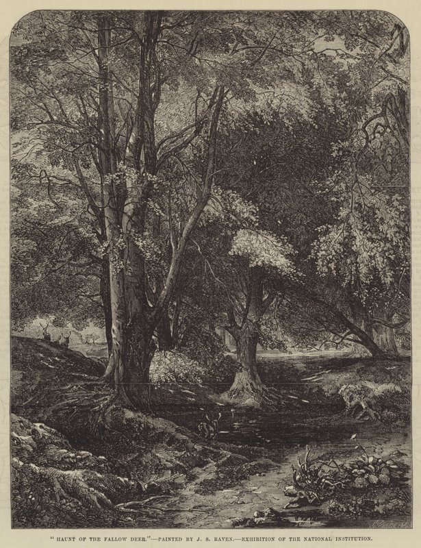 Heimat des Damhirsches von John Samuel Raven