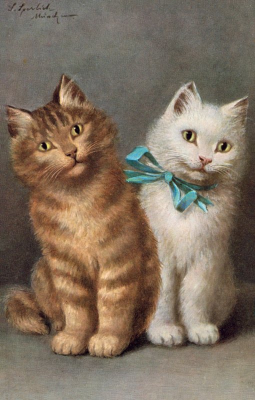 Katzenpostkarte von Josef Sperlich