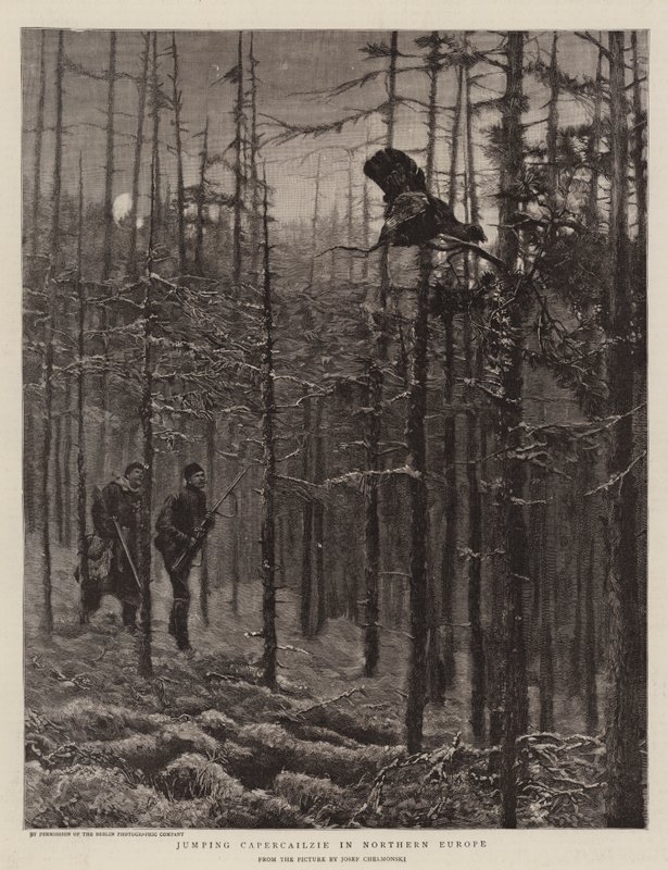 Springender Auerhahn in Nordeuropa von Joseph Chelmonski