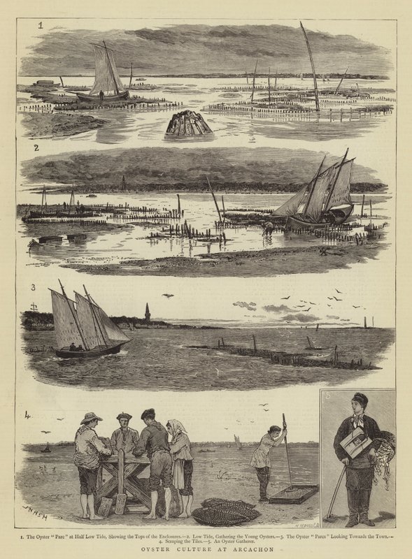 Austernzucht in Arcachon von Joseph Nash