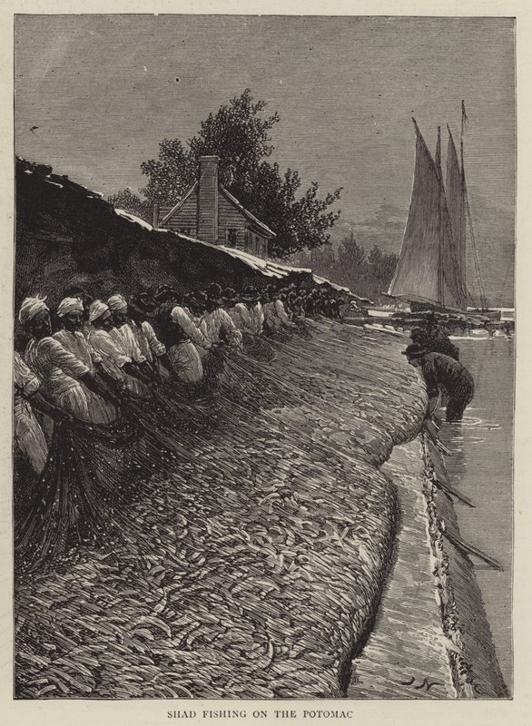Shad-Fischen am Potomac von Joseph Nash