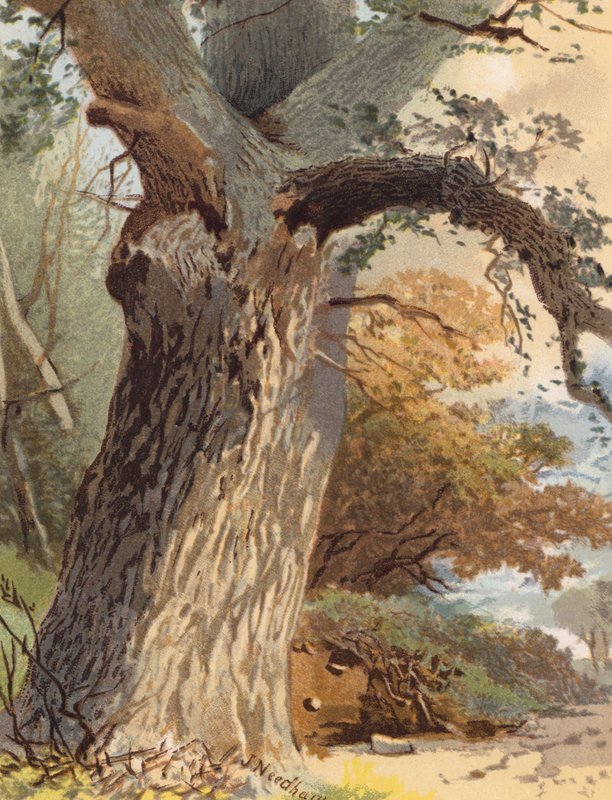 Ulmenstamm von Joseph Needham
