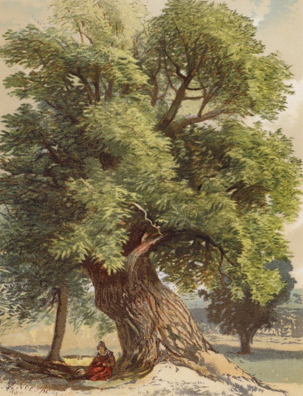 Alte Kastanie von Joseph Needham