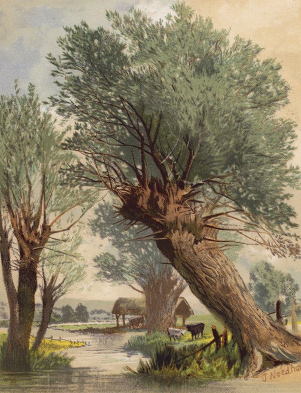 Kopfweiden von Joseph Needham