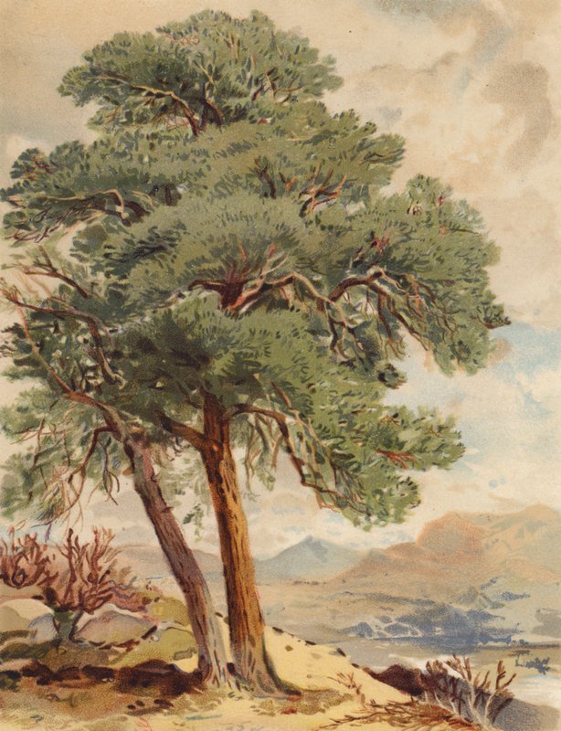 Schottische Kiefer, Hochlandszene von Joseph Needham