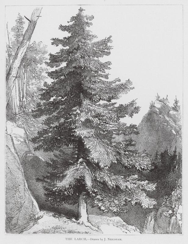Die Lärche von Joseph Needham