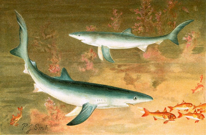 Blauhai von Joseph Smit