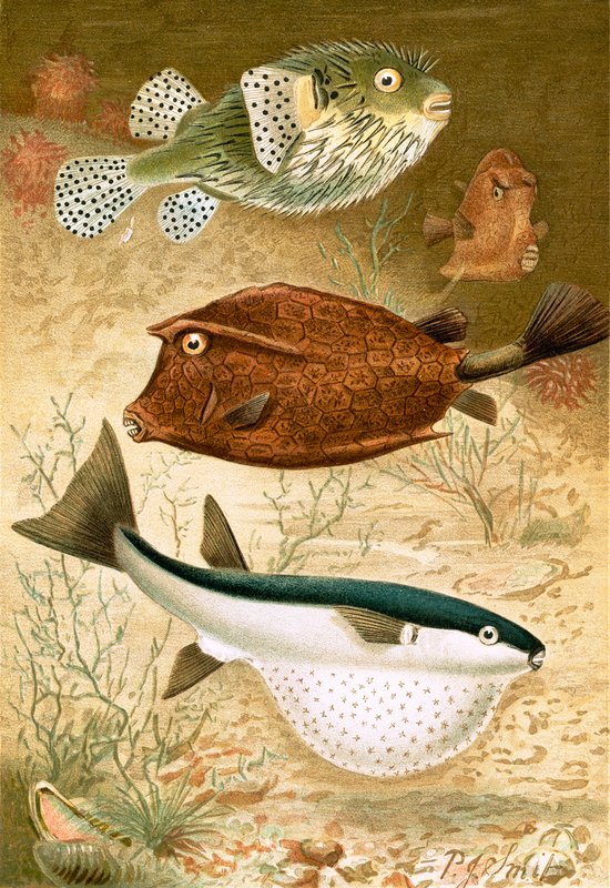 Kugelfisch und Kofferfisch von Joseph Smit