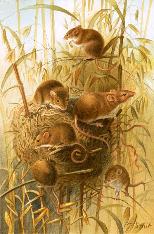 Erntemaus von Joseph Smit