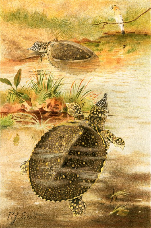 Weiche Flussschildkröten von Joseph Smit