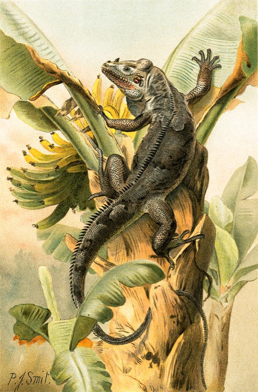 Die schwarze Leguan von Joseph Smit