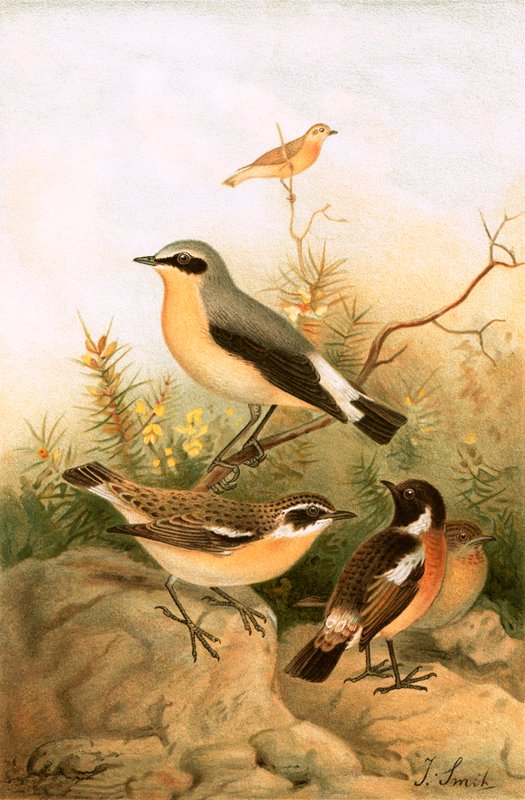 Wiesenpieper, Schwarzkehlchen und Braunkehlchen von Joseph Smit