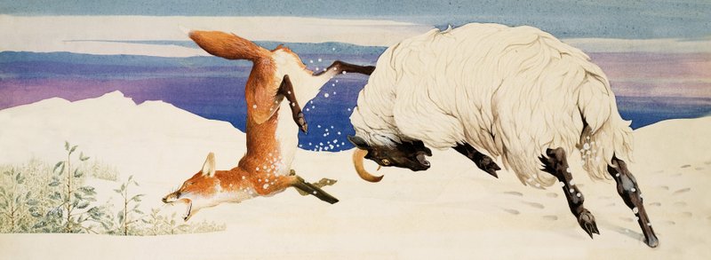 Ein schwarzgesichtiges Mutterschaf greift einen Fuchs an von Kenneth Lilly