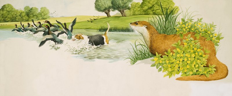 Ein Otter beobachtet einen Hund, der Enten jagt von Kenneth Lilly