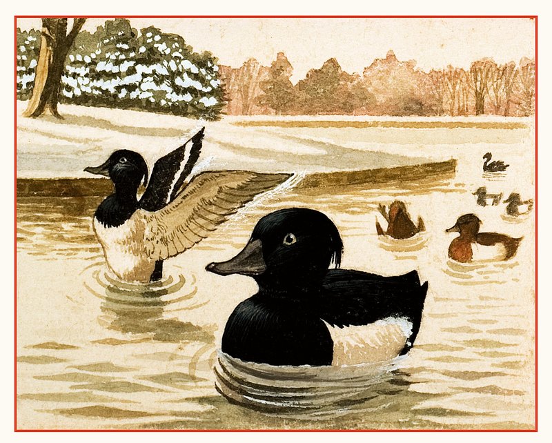 Enten und Drakes von Kenneth Lilly