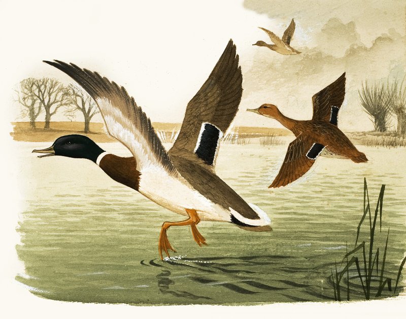 Enten und Erpel von Kenneth Lilly