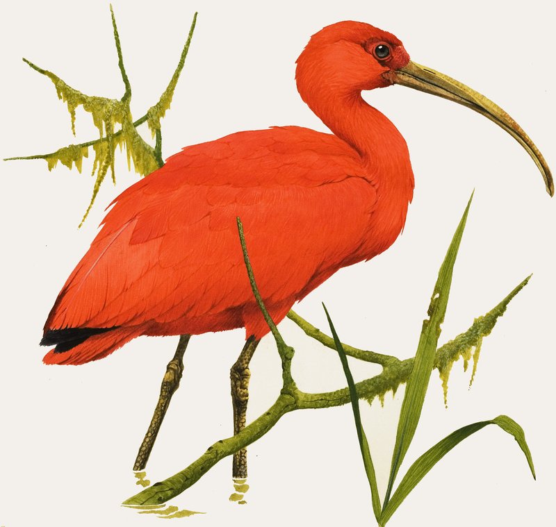 I für Ibis von Kenneth Lilly