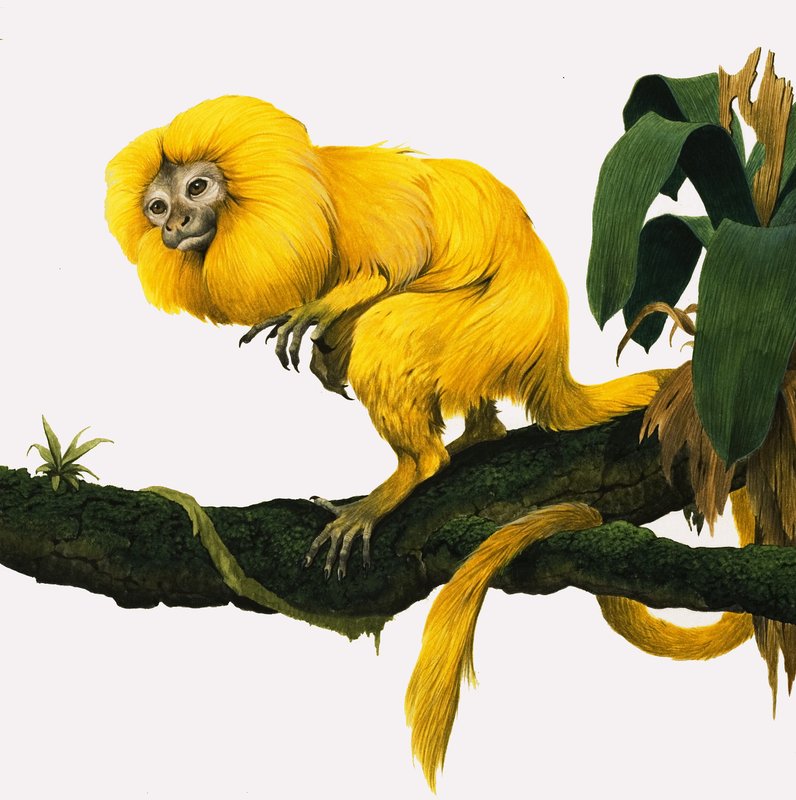 M für Marmoset von Kenneth Lilly