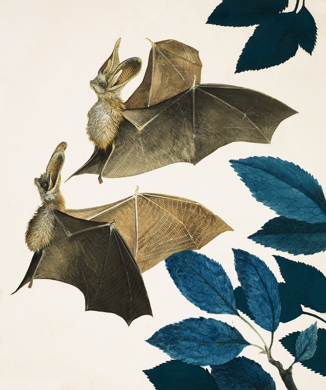 Die Langohrenfledermaus von Kenneth Lilly