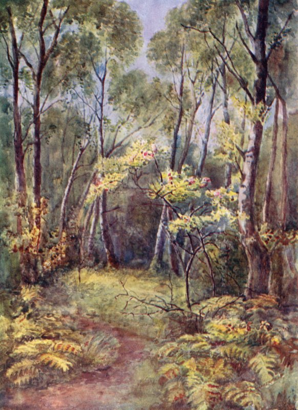 In Leigh Woods von Laura Annie Happerfield