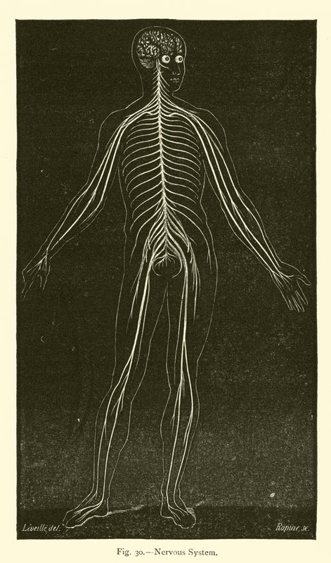 Nervensystem von Leveille