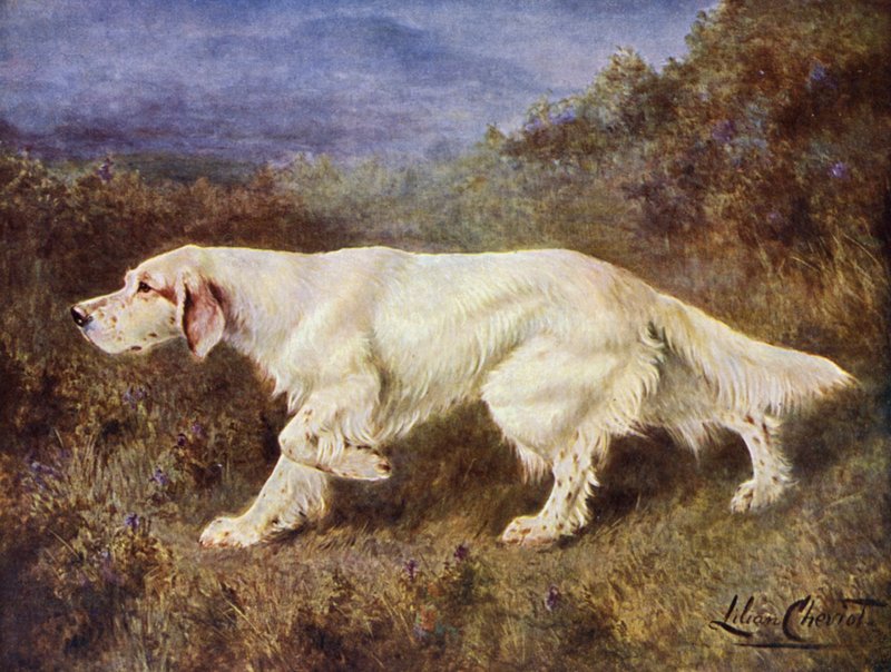 Mr. J. J. Holgates typischer englischer Setter Mallwyd Ned von Lilian Cheviot