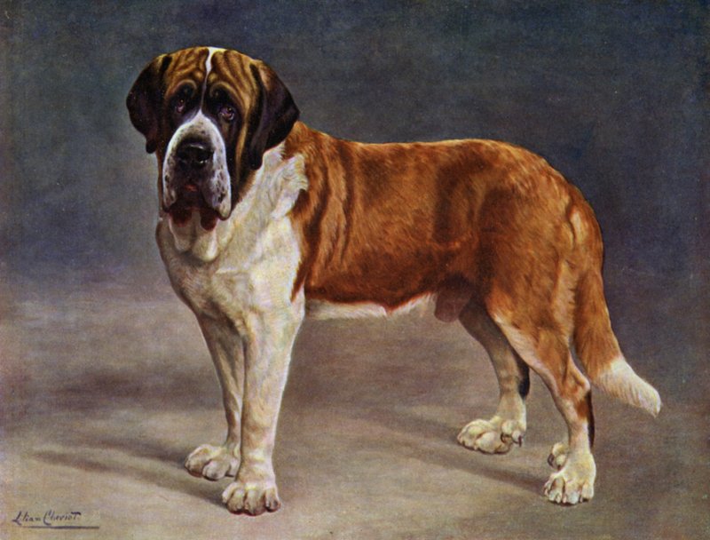 Der Glatthaarige Bernhardiner Champion der Wikinger von Lilian Cheviot