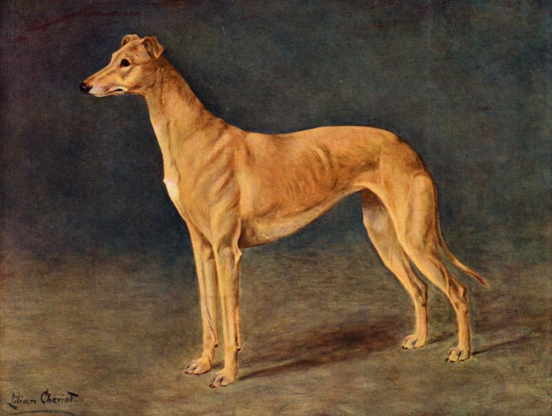 Die Erfolgreiche Windhündin Age of Gold von Lilian Cheviot