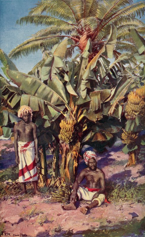 Eine Bananenplantage, Fidschi von Louis Fairfax Muckley