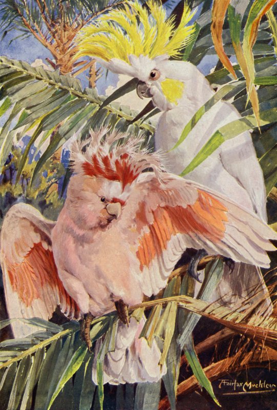 Der Kakadu (Farblitho) von Louis Fairfax Muckley