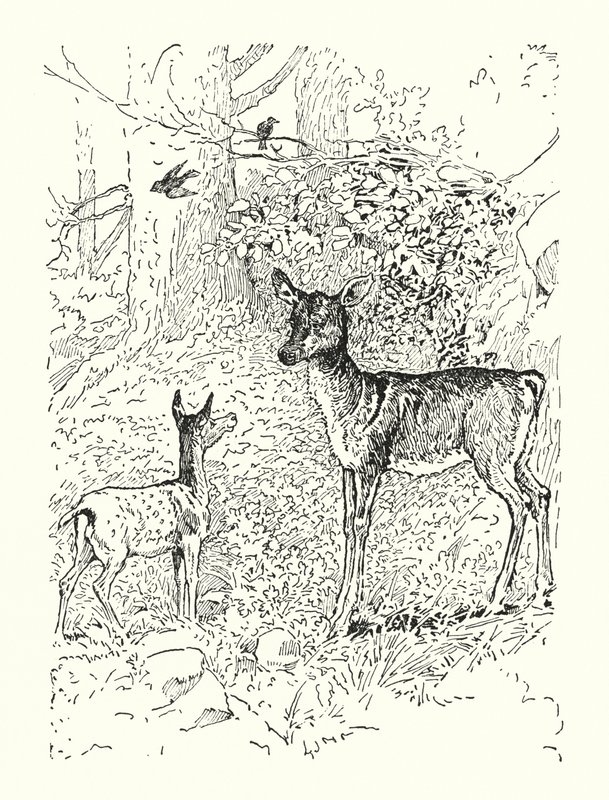 Das Rehkitz und seine Mutter von Louis John Rhead
