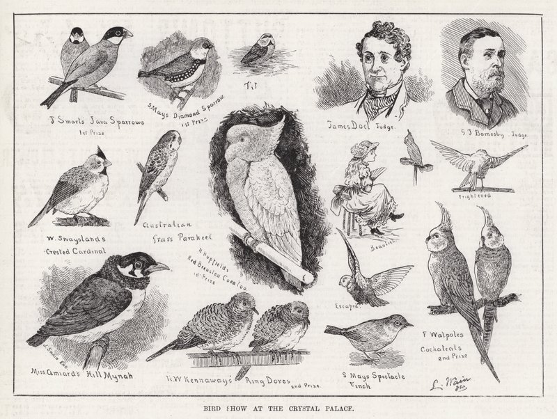 Vogelschau im Crystal Palace von Louis Wain