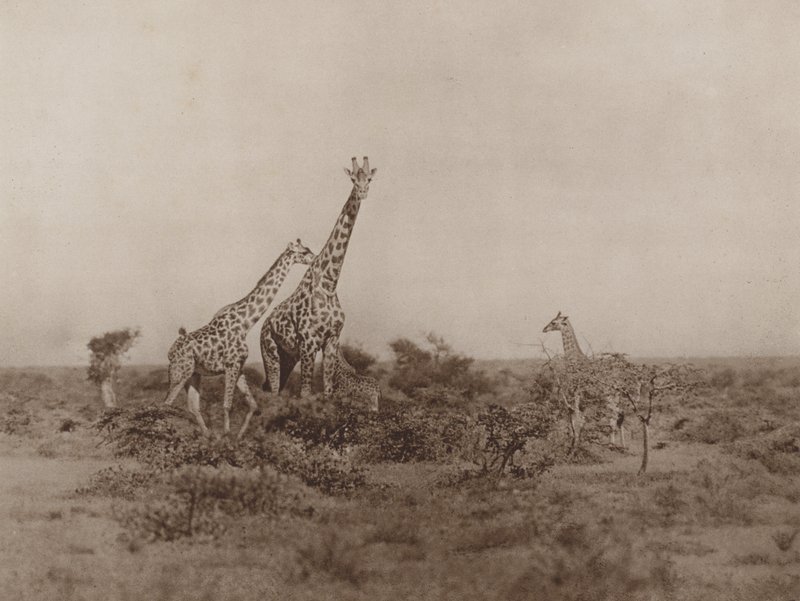 Giraffen im Gestrüpp von Marcuswell Maxwell