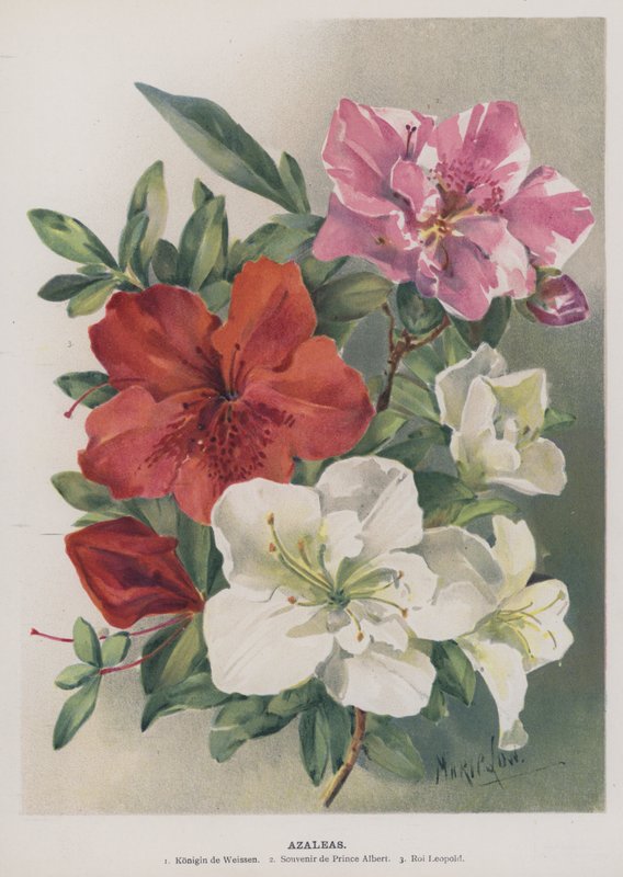Azaleen von Marie Low