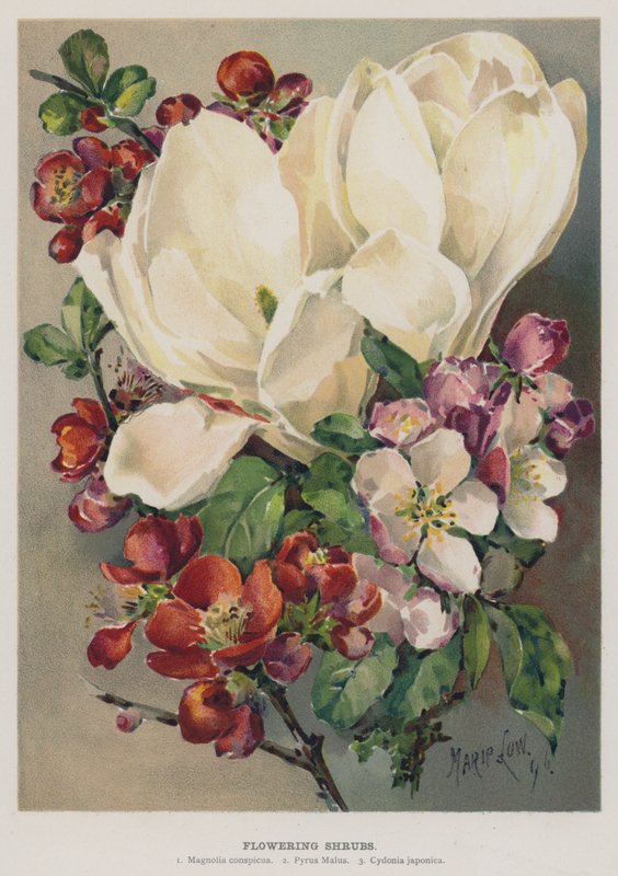 Blühende Sträucher von Marie Low