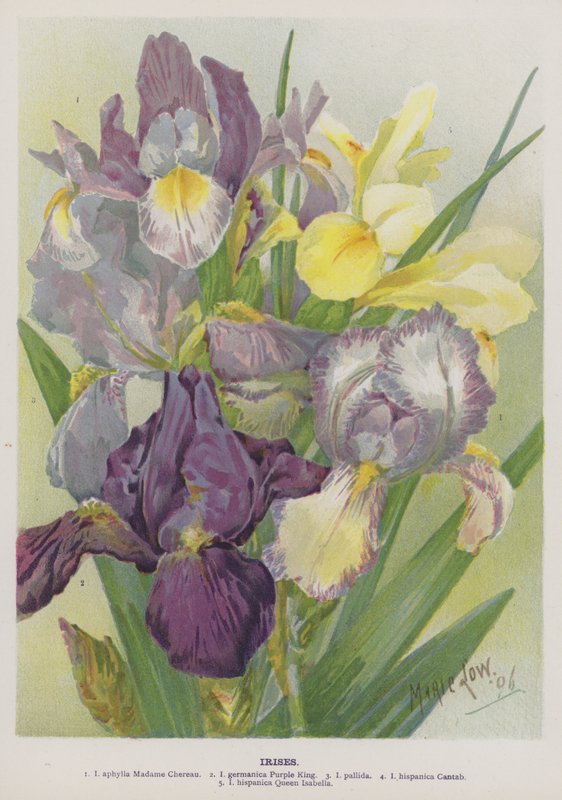 Schwertlilien von Marie Low