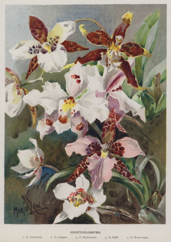 Odontoglossum von Marie Low